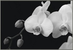 orchidea